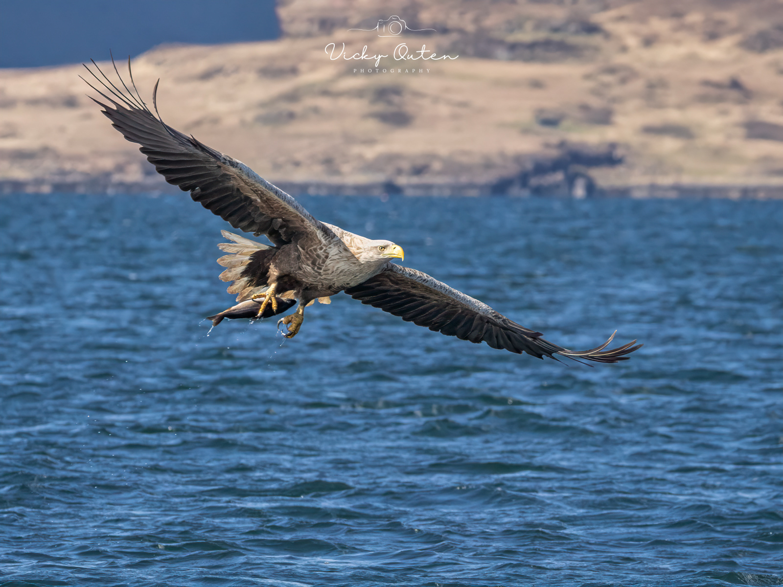 White tailed sea eagle with catch