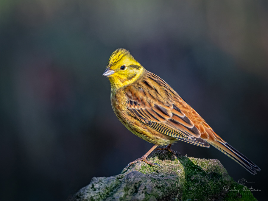 Female yellowhammer