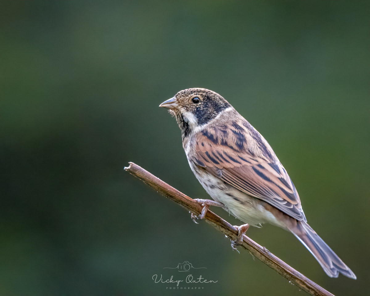 Male reed bunting