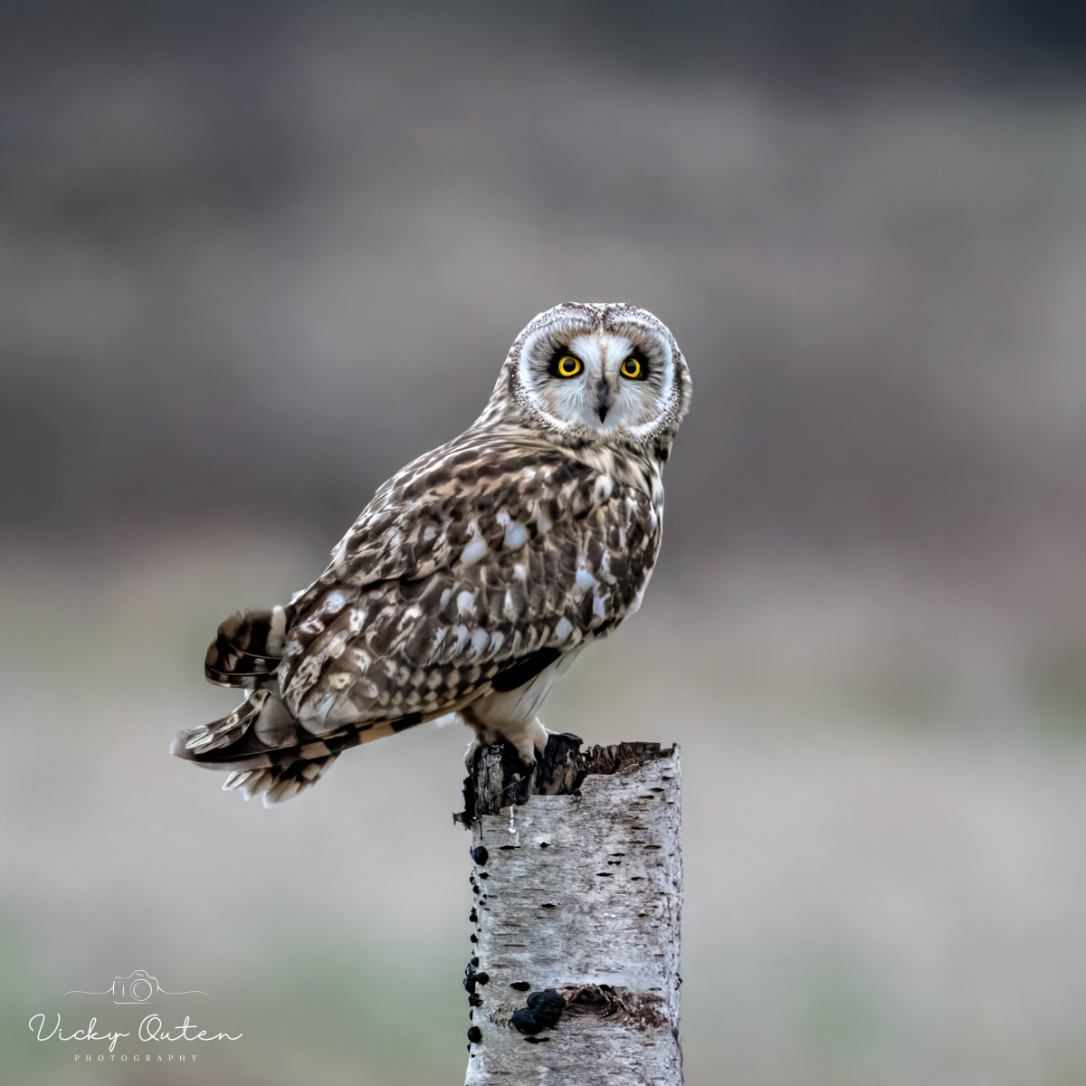 Short Eared Owl