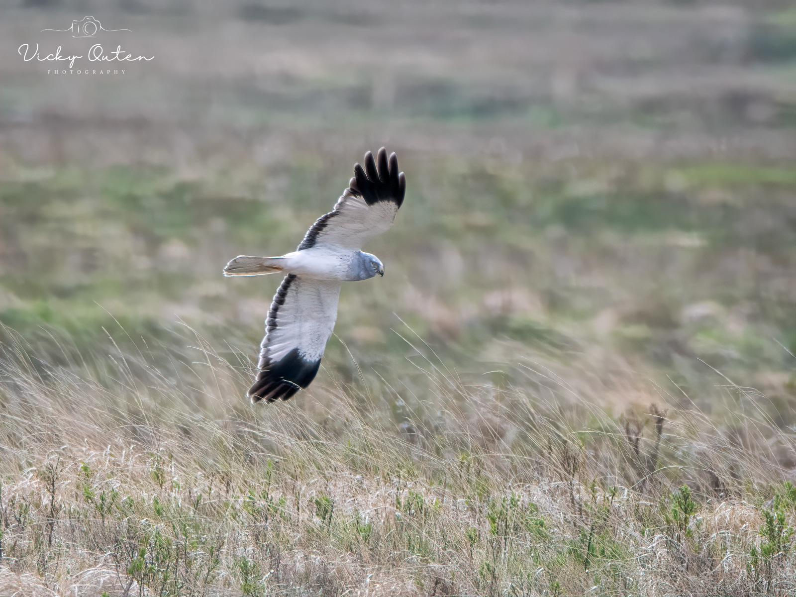 Male hen harrier