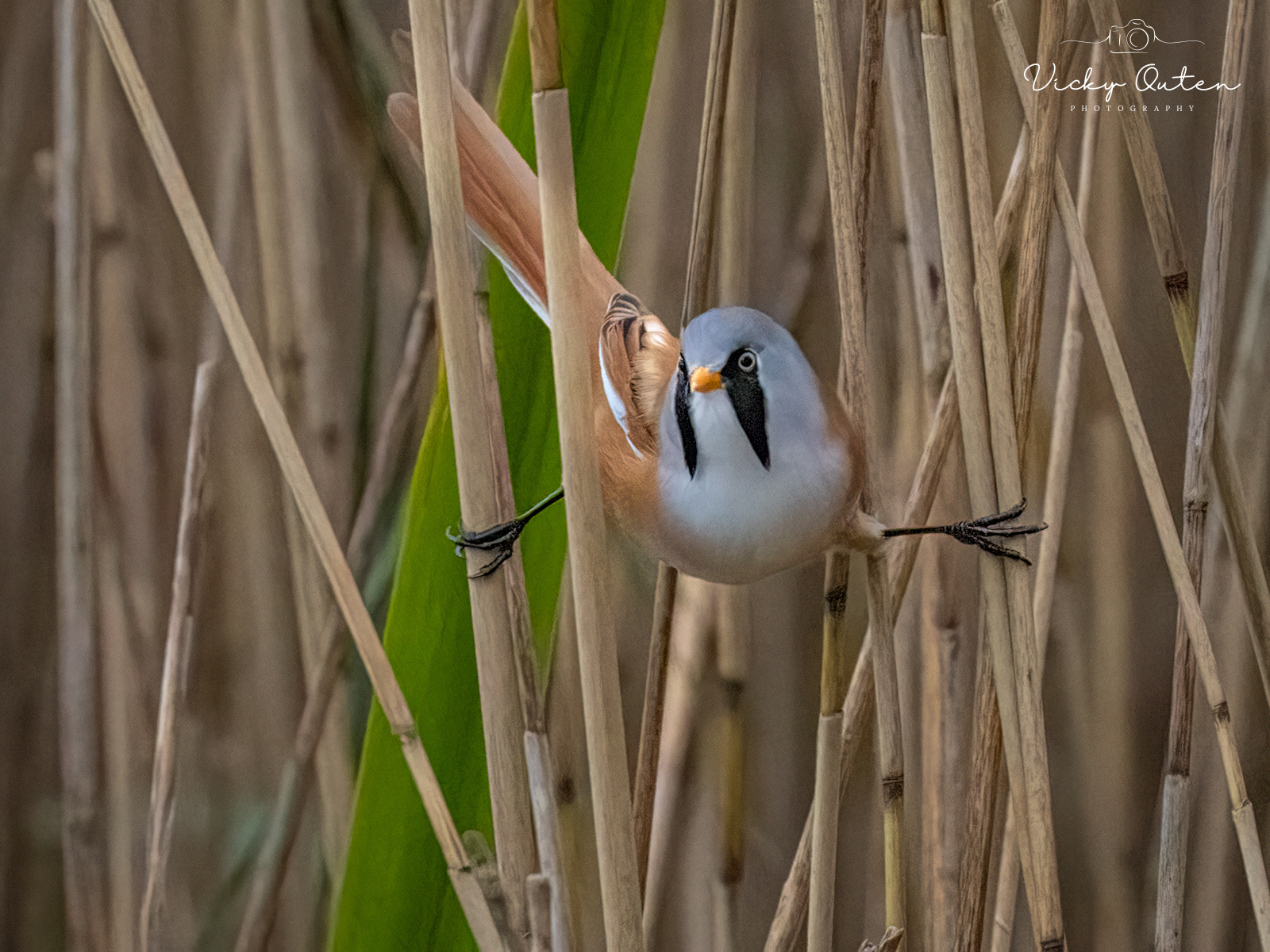Male Bearded Tit