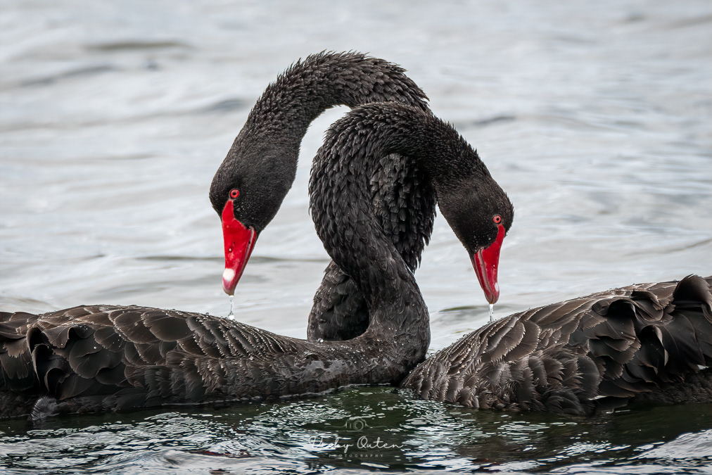 Black swans