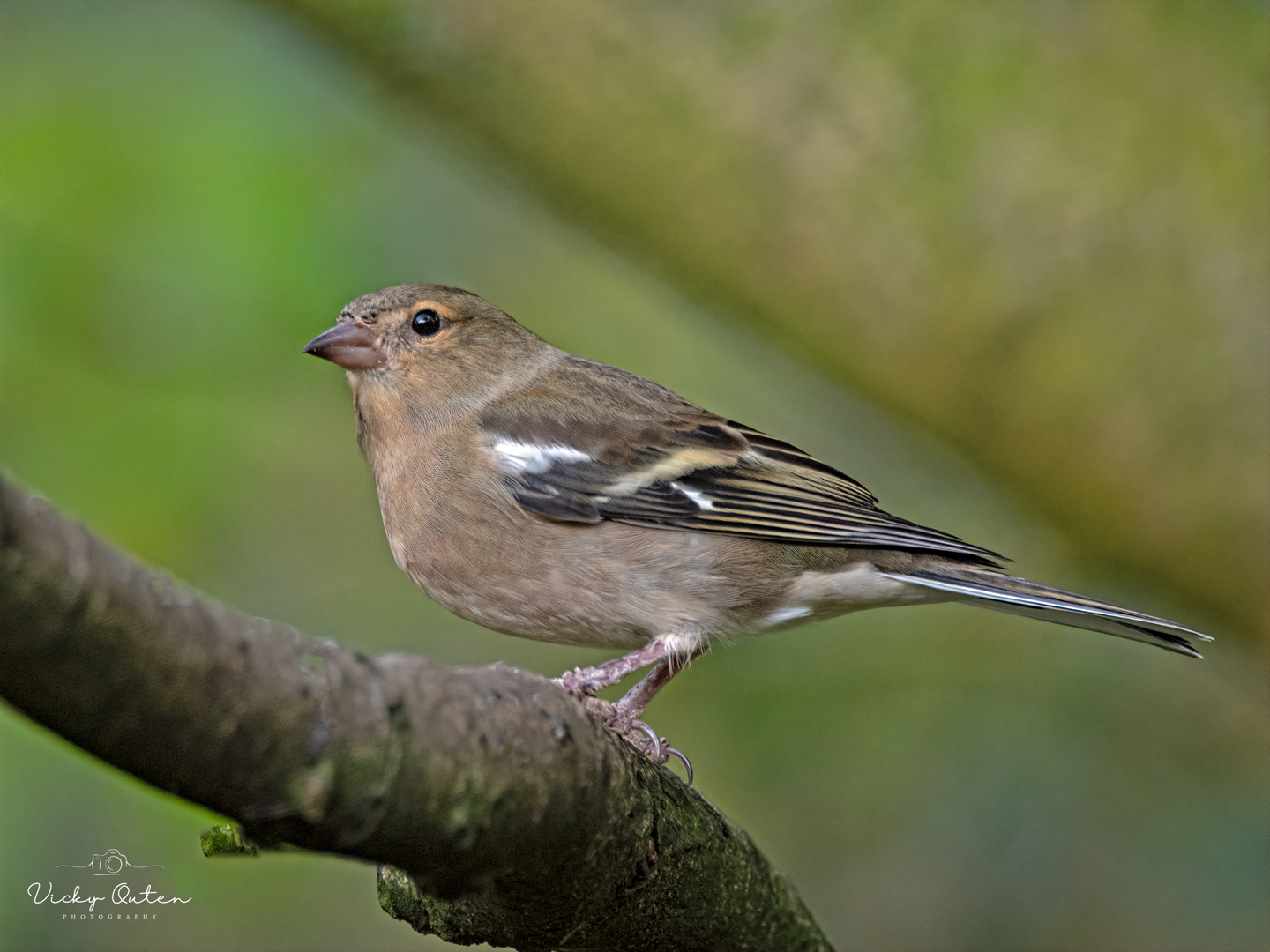 Female chaffinch