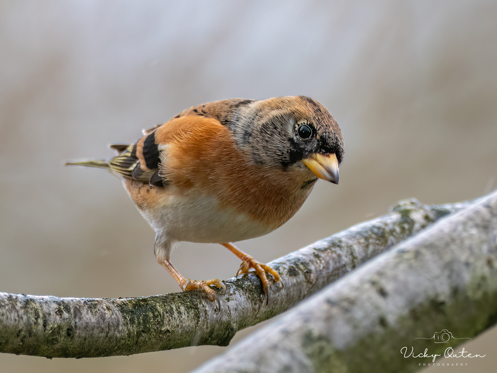 Brambling