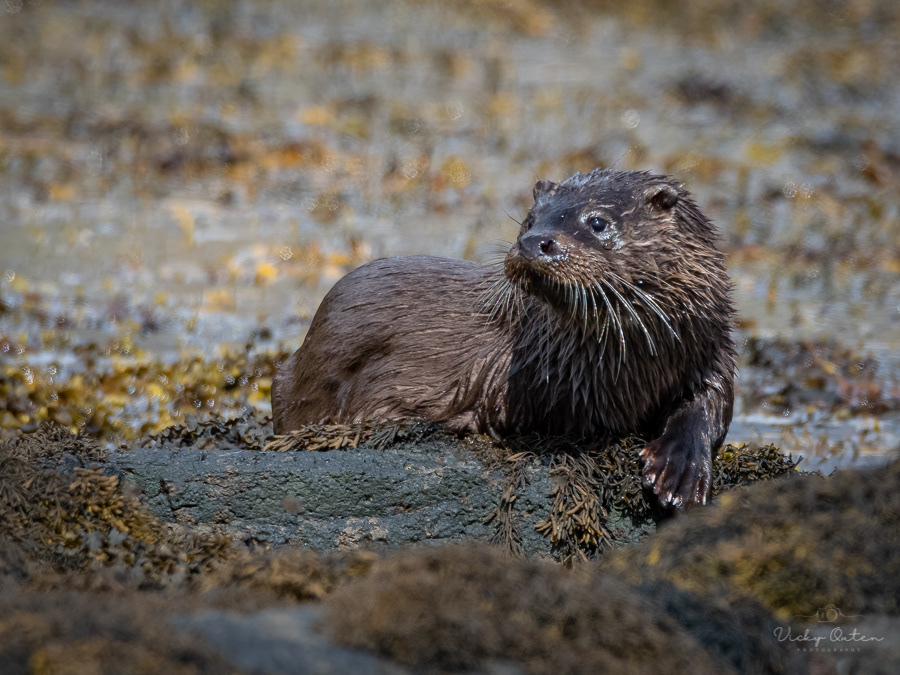 Otter cub