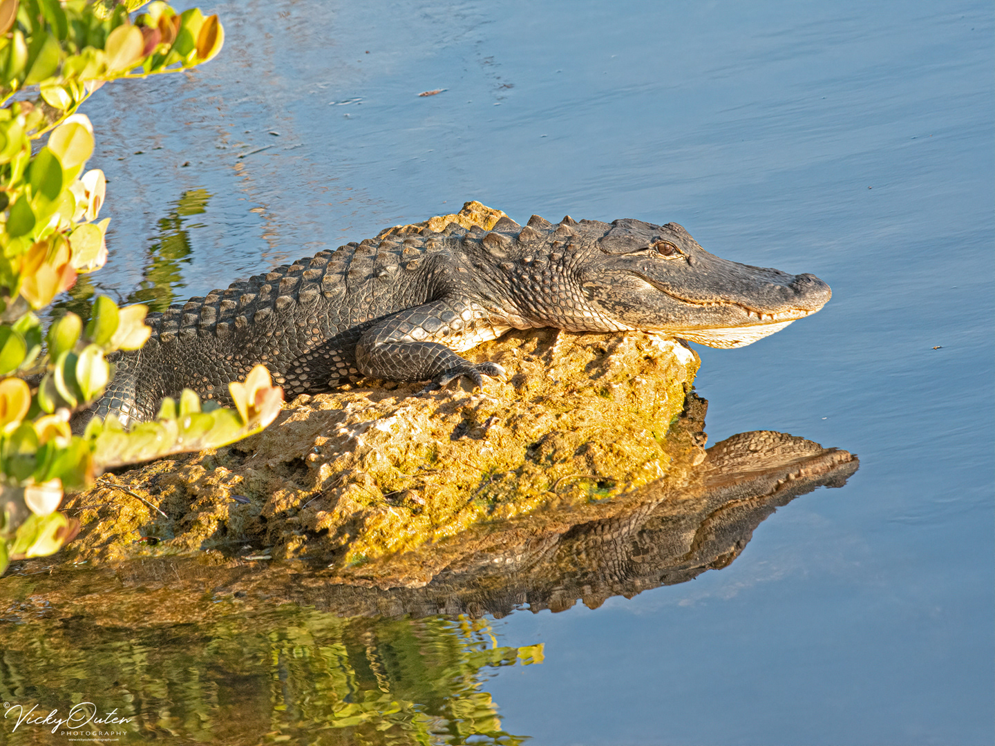 Alligator & reflection