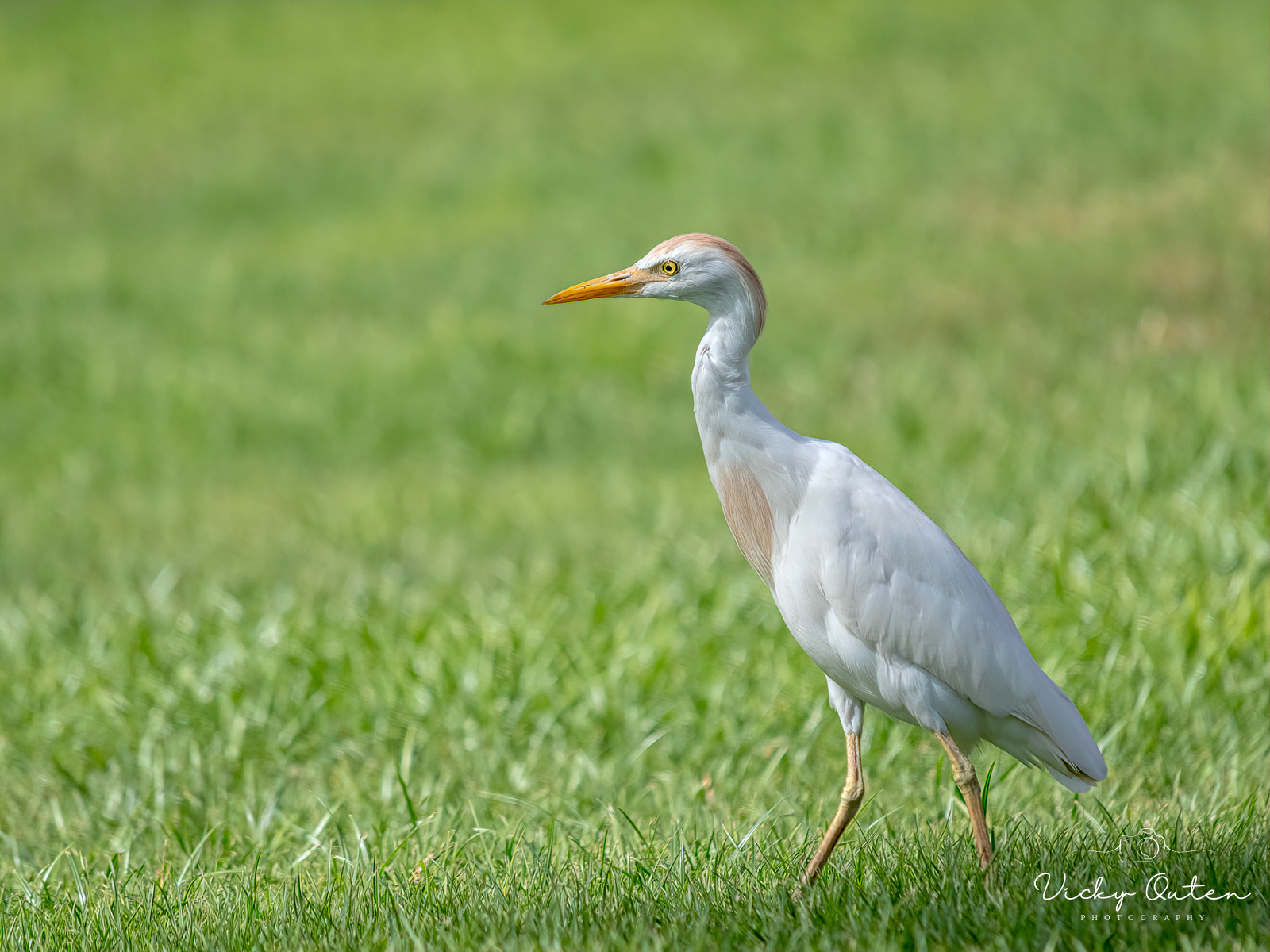 Cattle Egret
