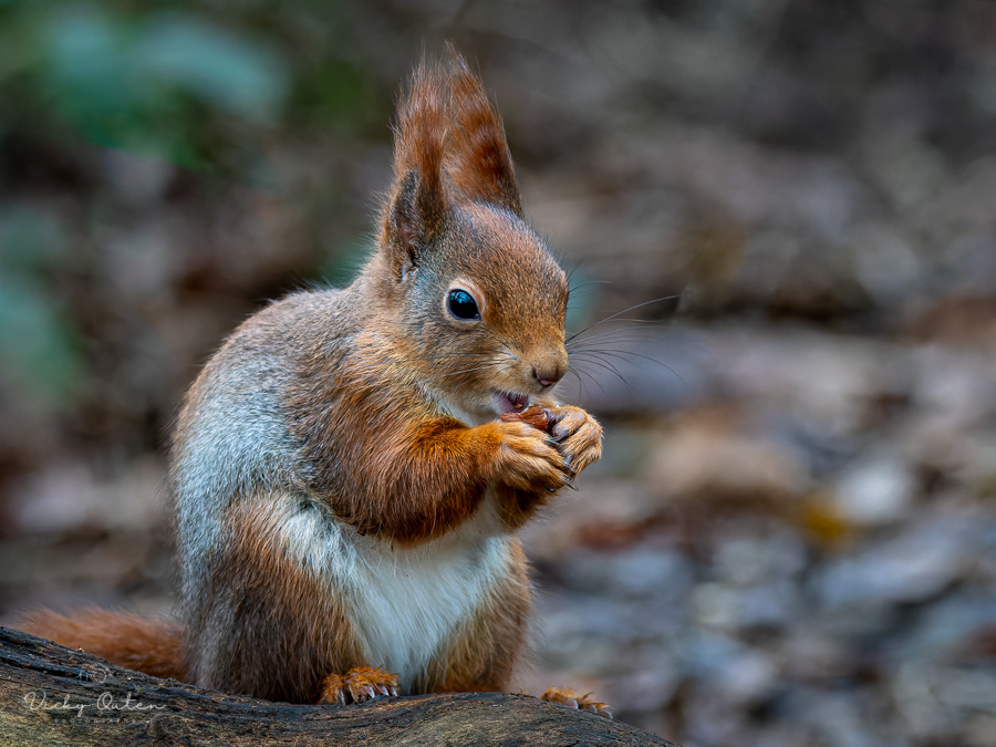 Red squirrel