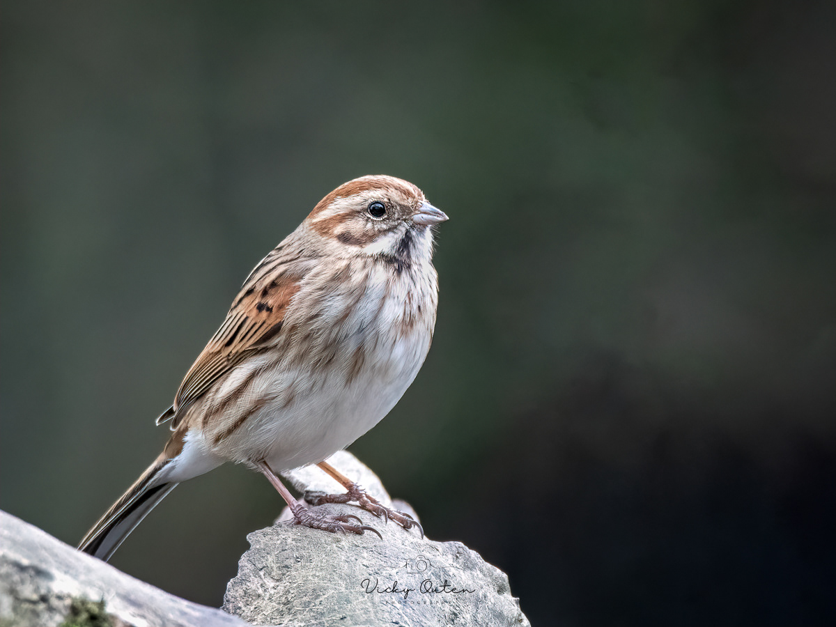 Female reed bunting