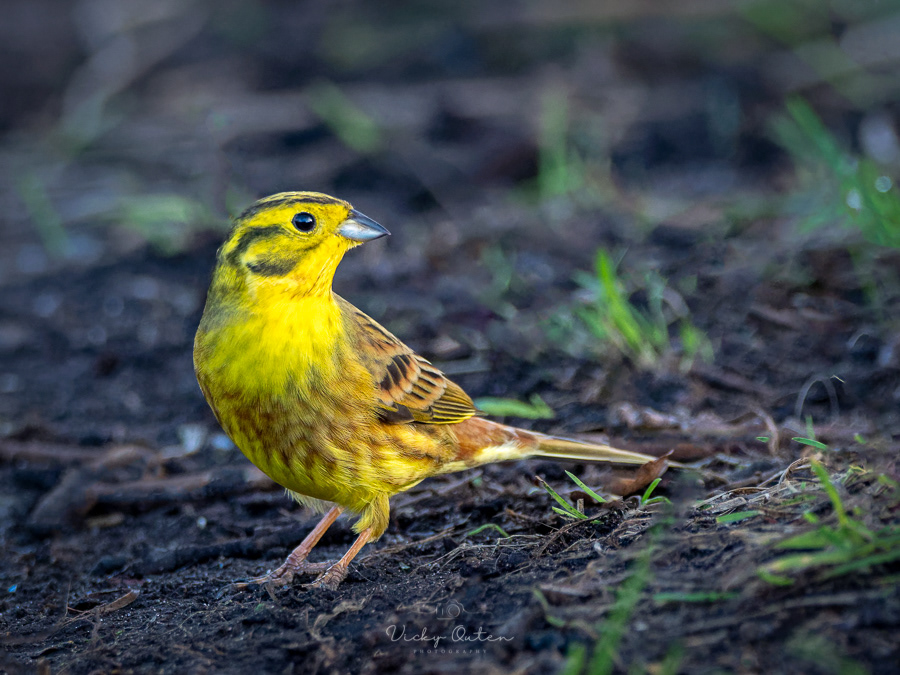 Male yellowhammer 
