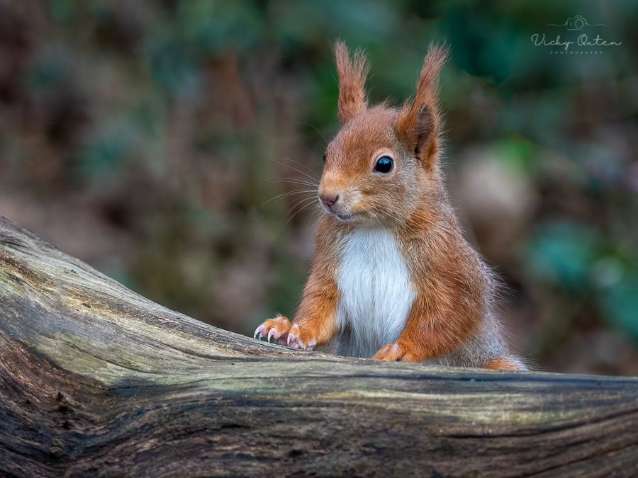 Red squirrel
