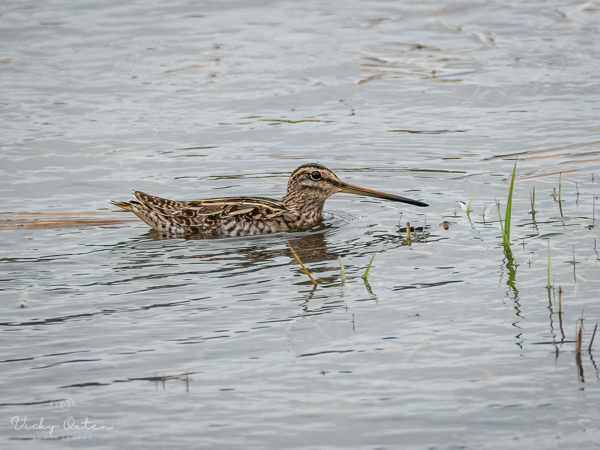Snipe swimming