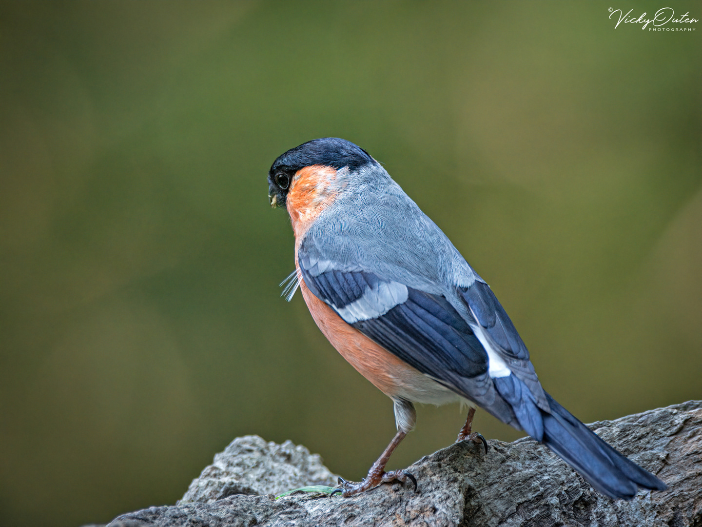Male bullfinch