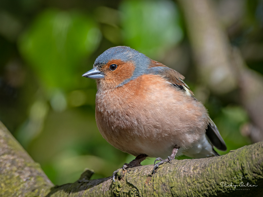 Male Chaffinch