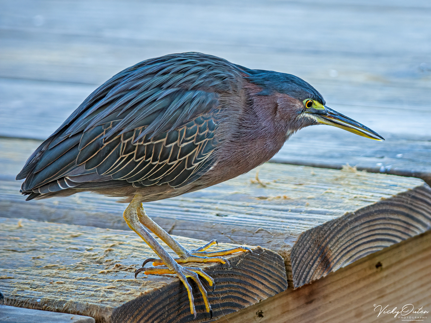 Green heron