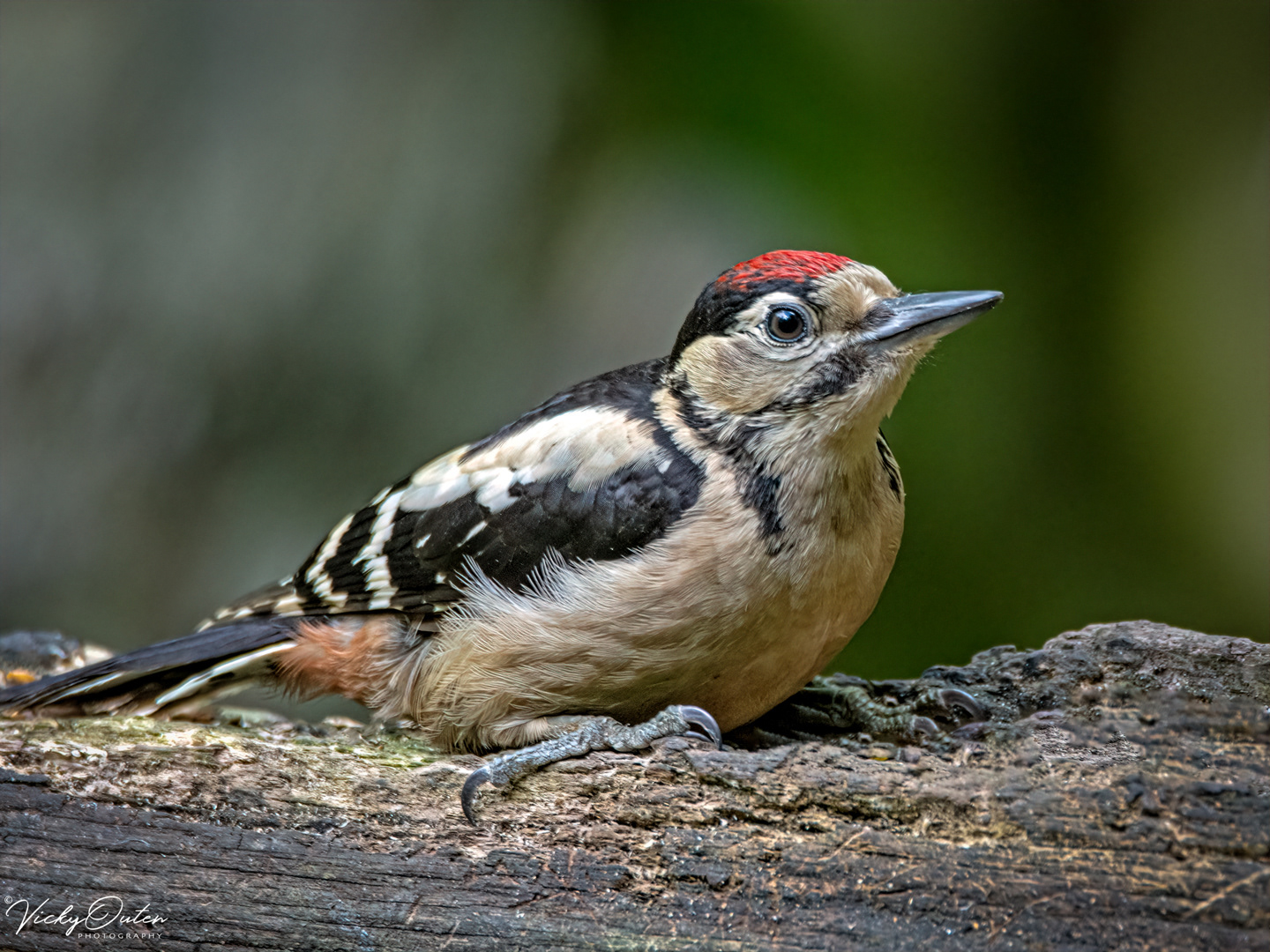 Great spotted woodpecker