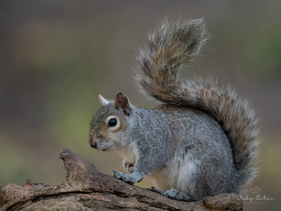 Grey squirrel