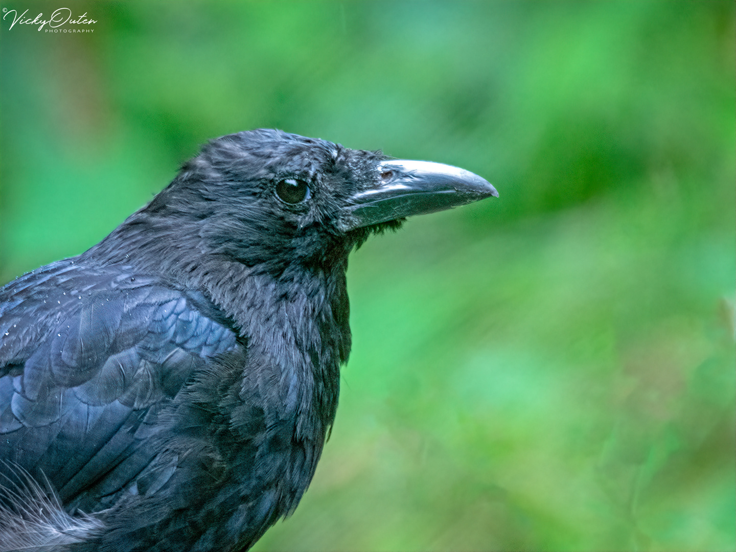 Carrion crow