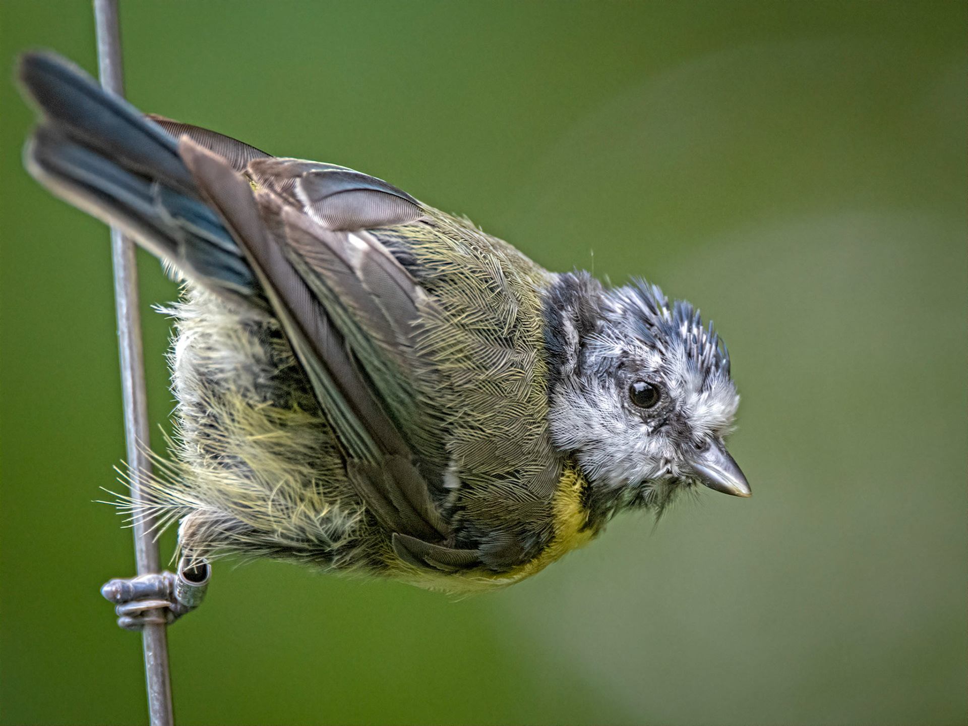 Blue tit