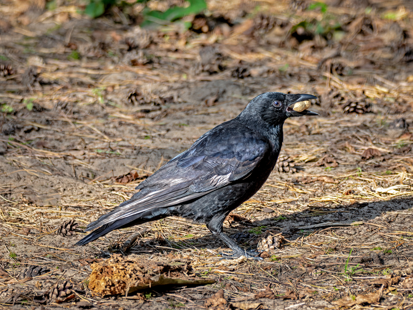 Carrion crow