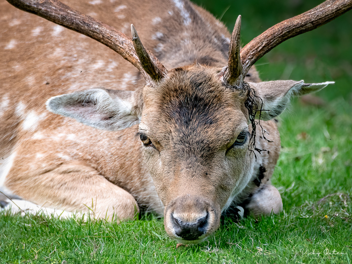 Fallow buck resting