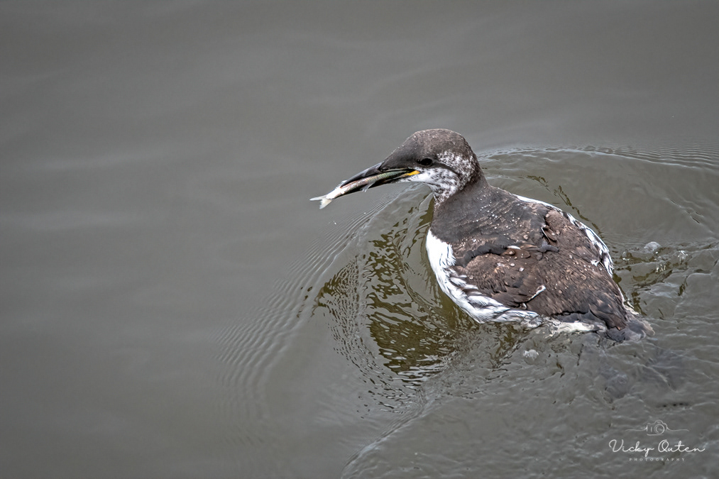 Guillemot with fish