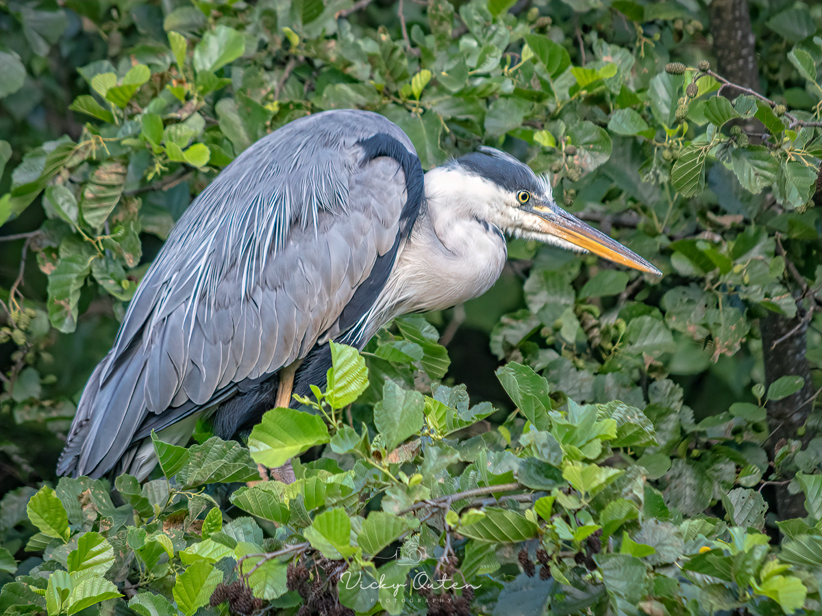 Grey heron in a bush