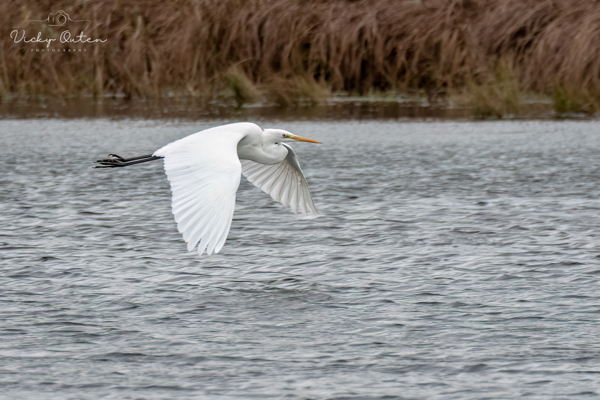 Great white egret