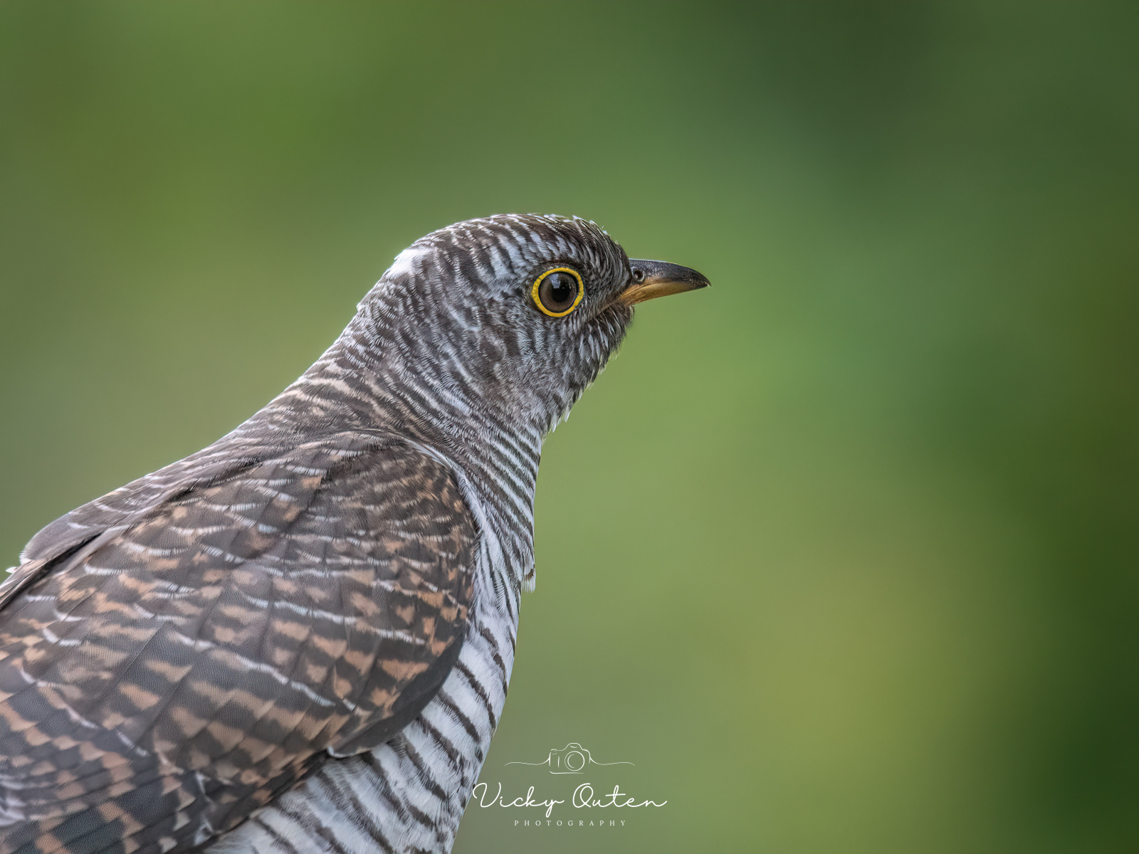 Juvenile Cuckoo