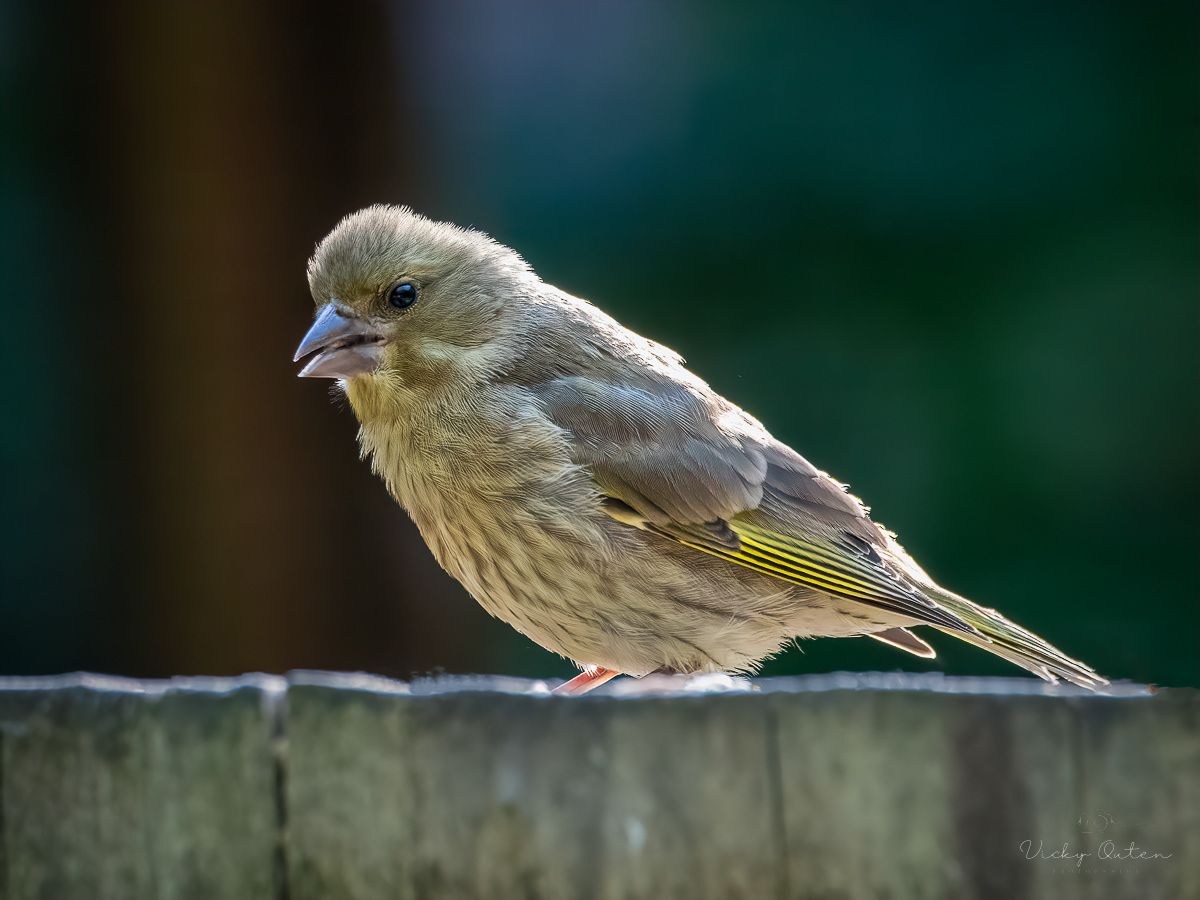 Juvenile greenfinch