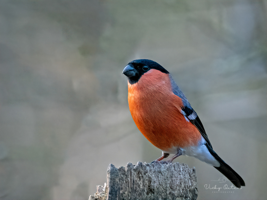 Male bullfinch