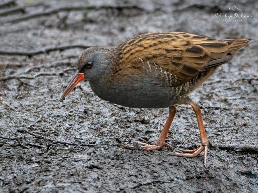 Water rail