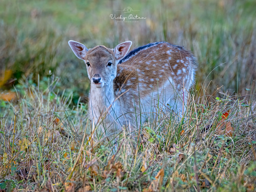 Fallow fawn 