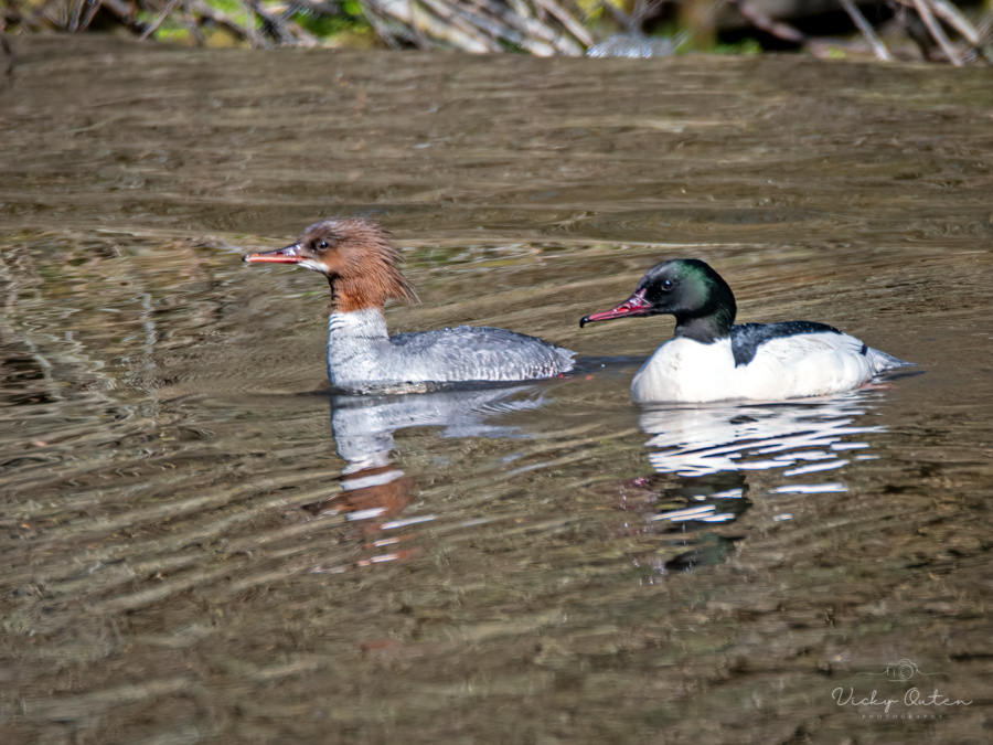 Male & female goosander