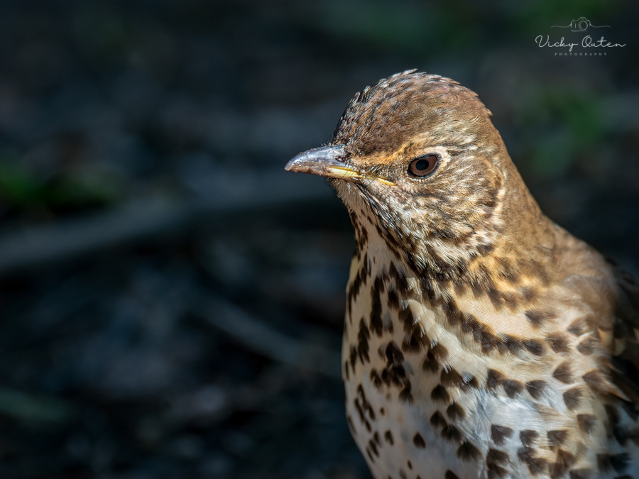 Song thrush