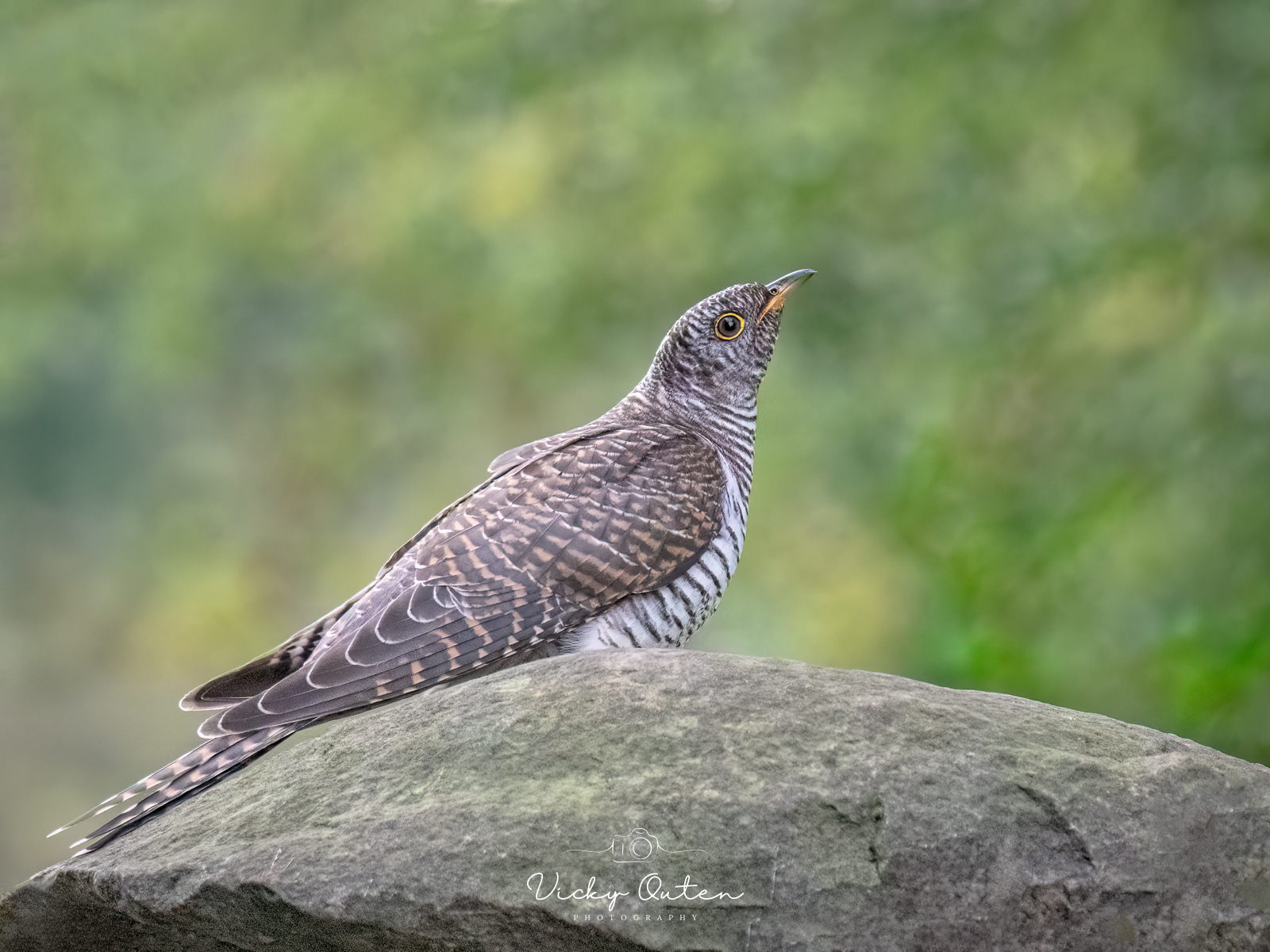 Juvenile Cuckoo
