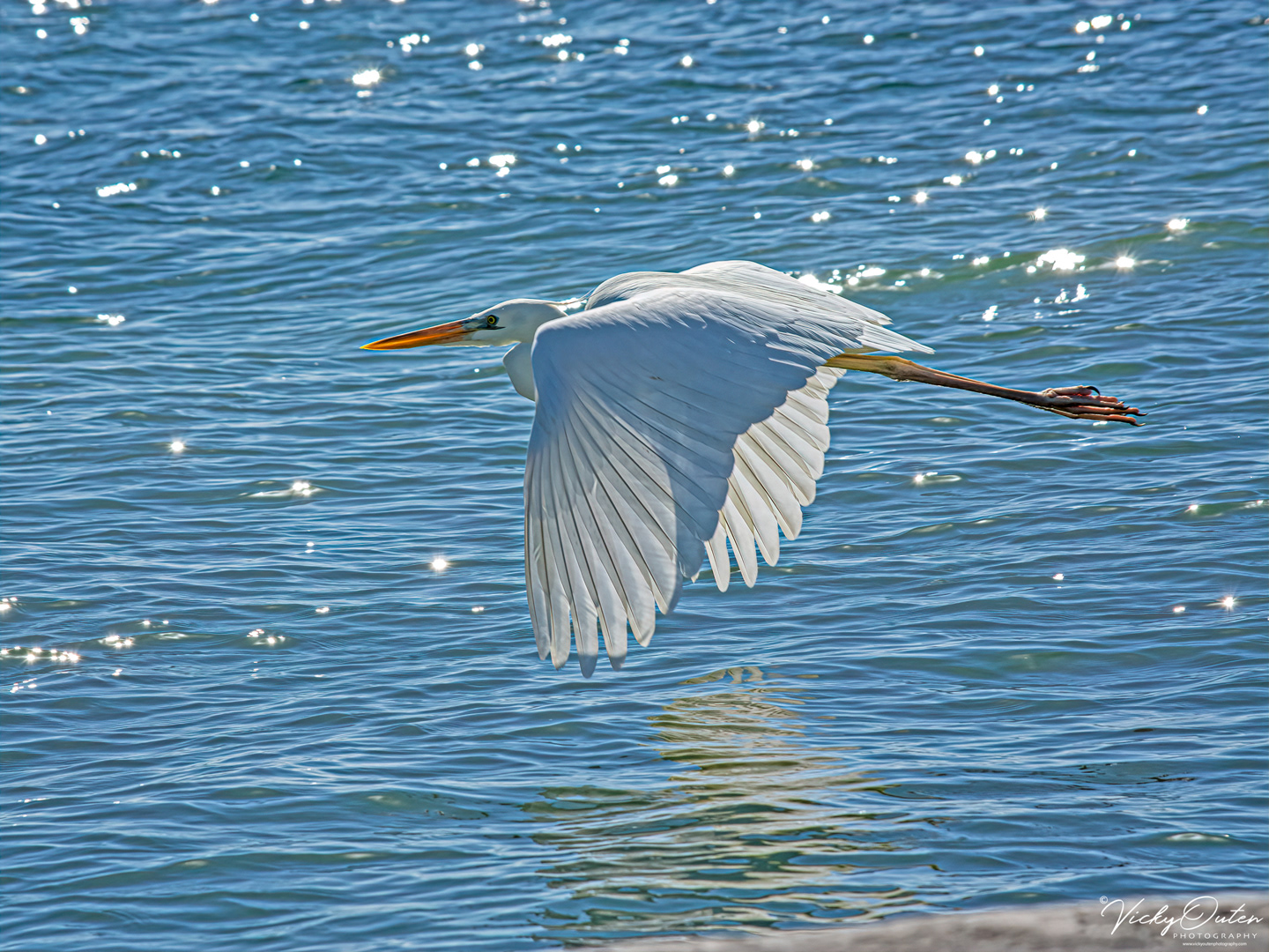 Great white egret