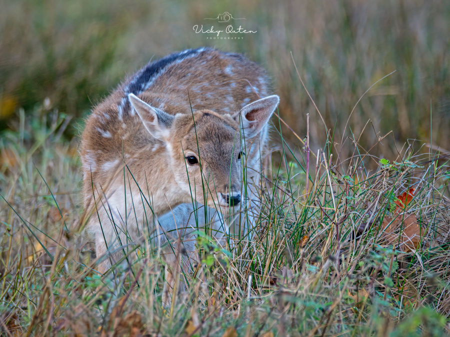 Fallow fawn