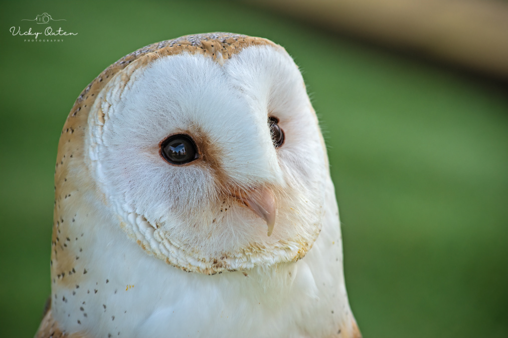 Barn owl