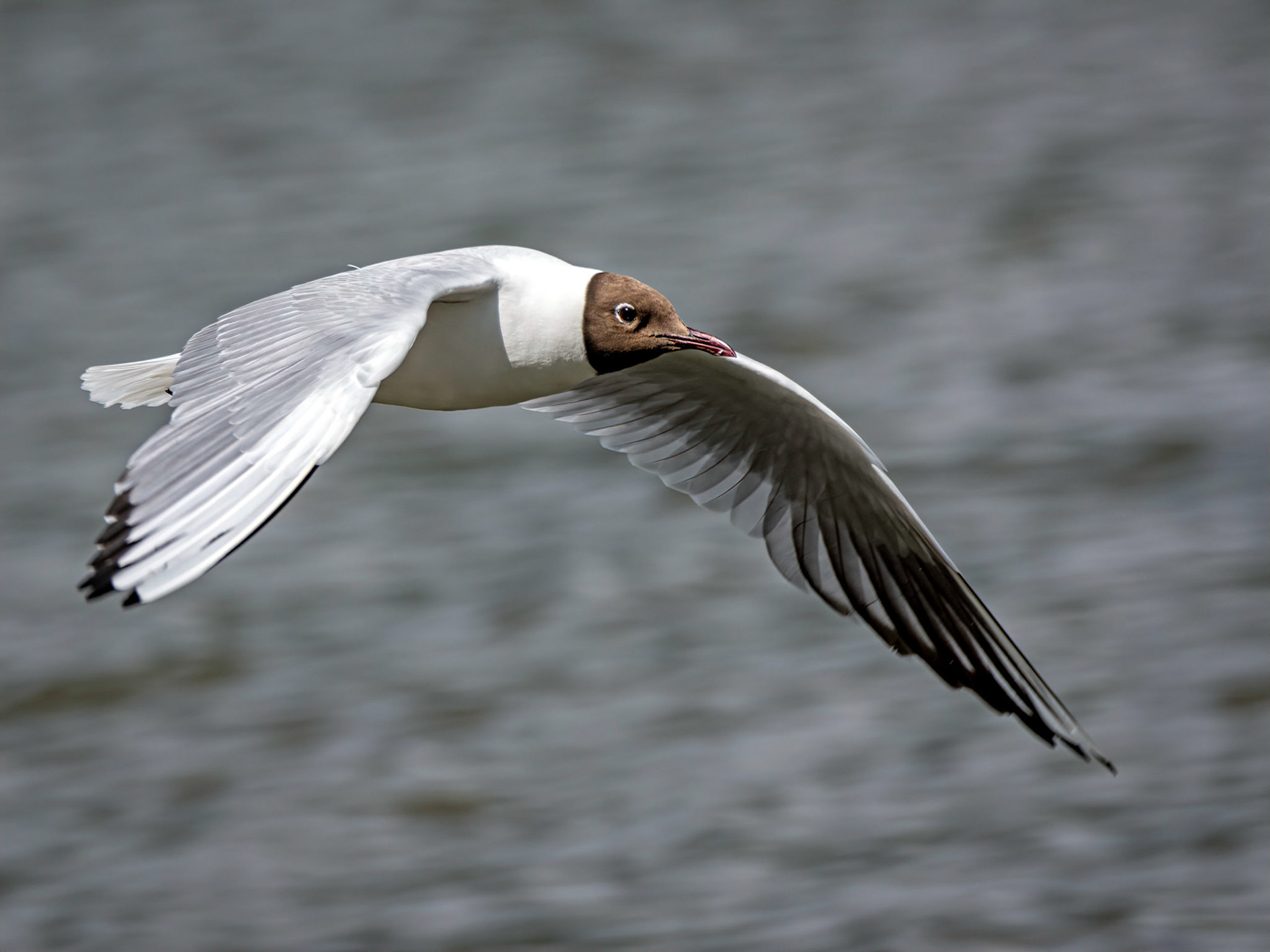 Black headed gull