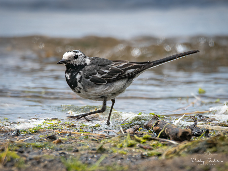 Pied wagtail