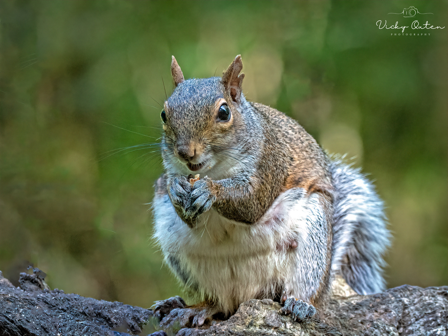 Grey squirrel