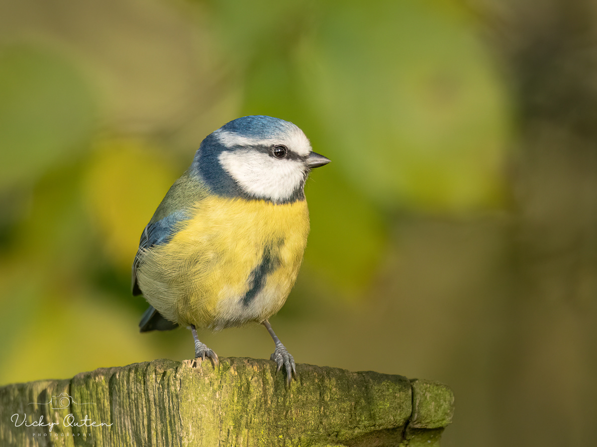 Blue tit