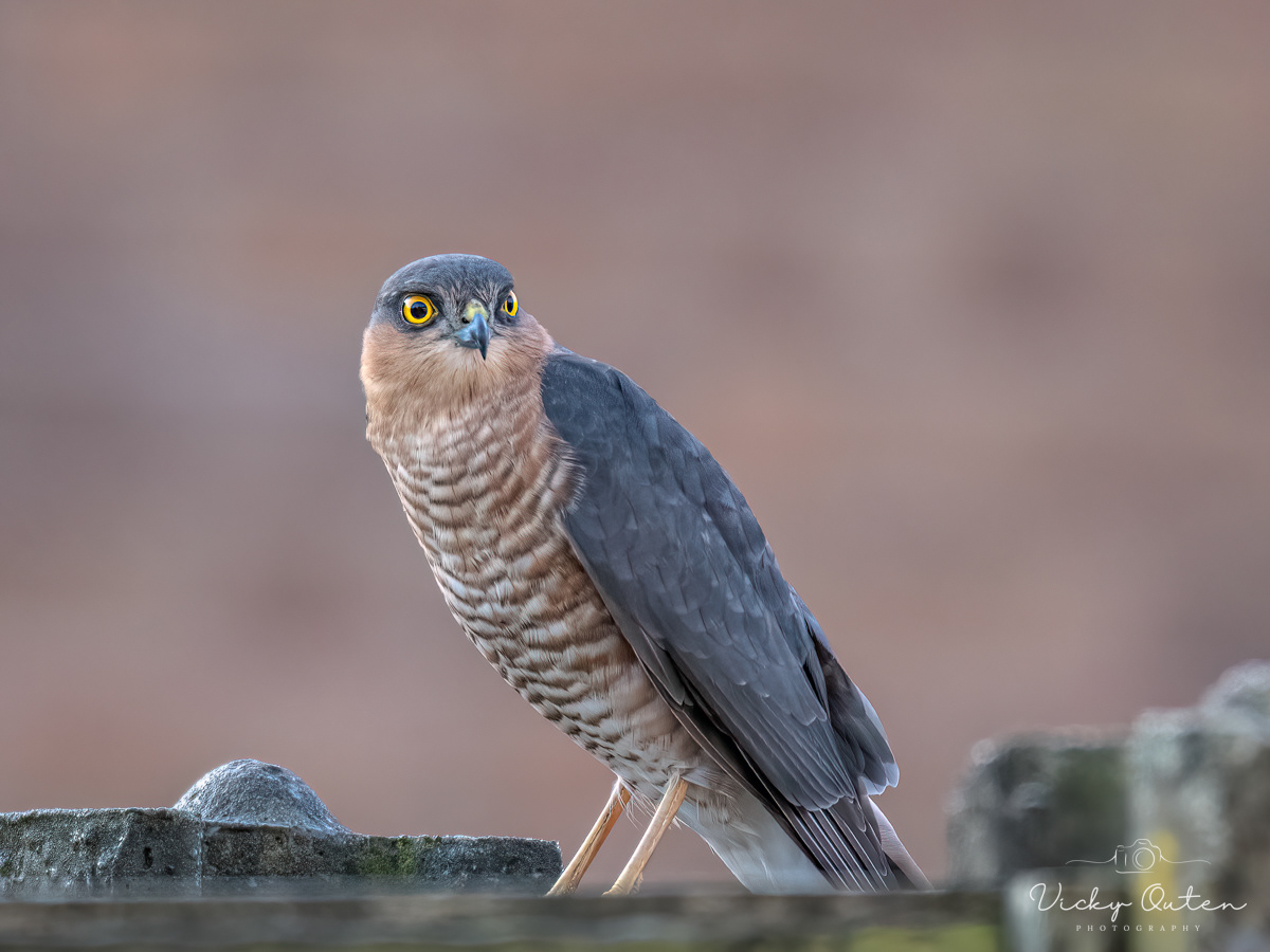 Sparrowhawk