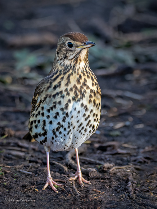 Song thrush