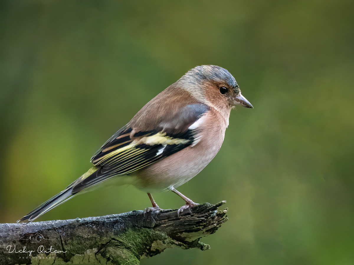 Male chaffinch
