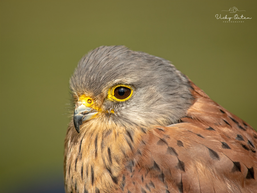 Kestrel