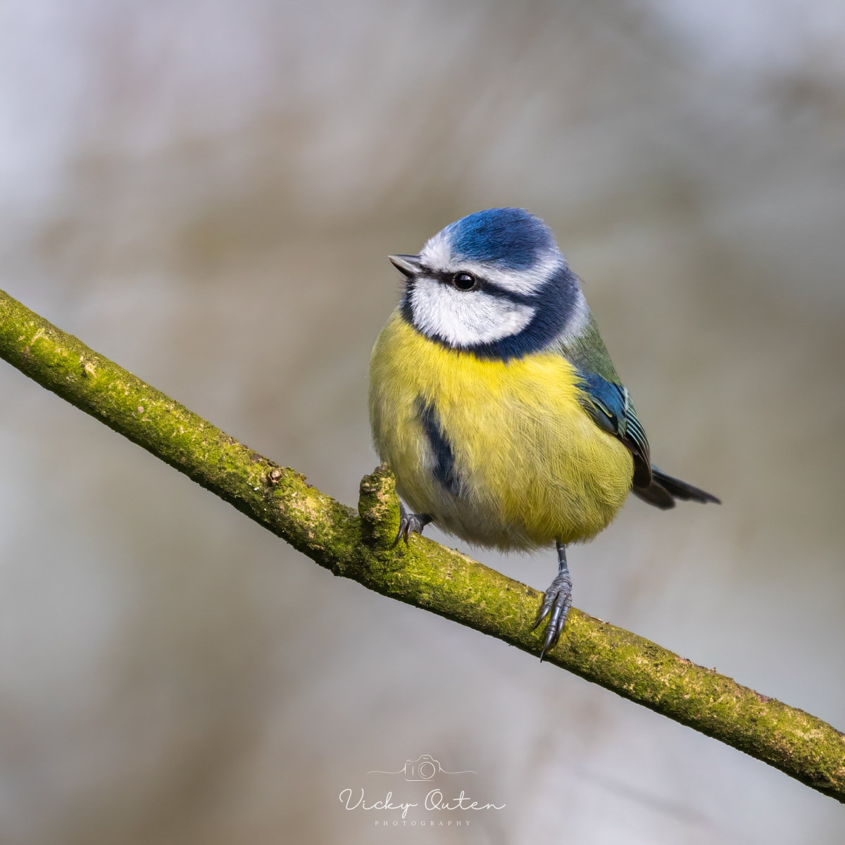 Blue Tit 