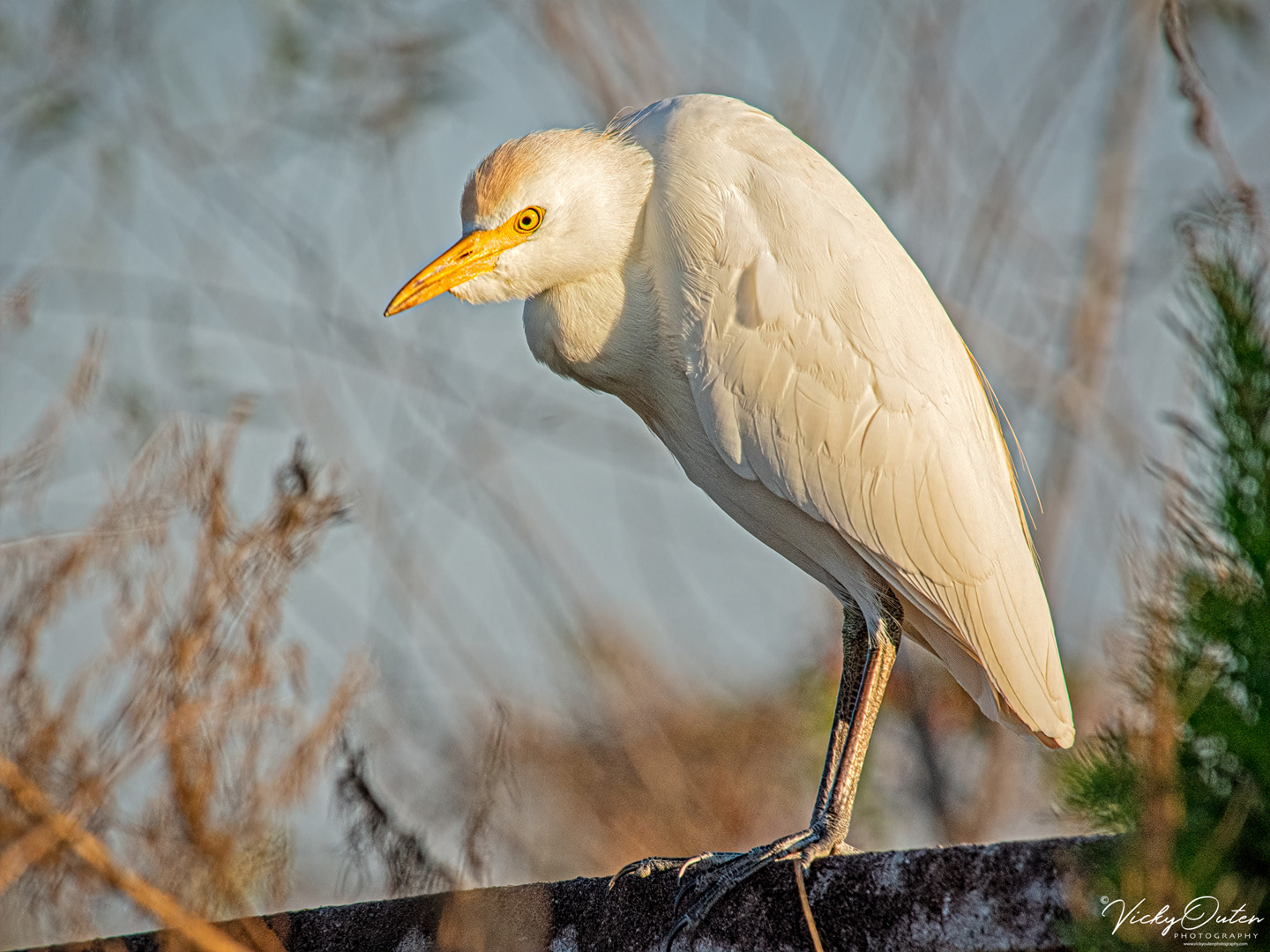 Cattle egret
